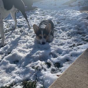 Meet your Posher, Jake